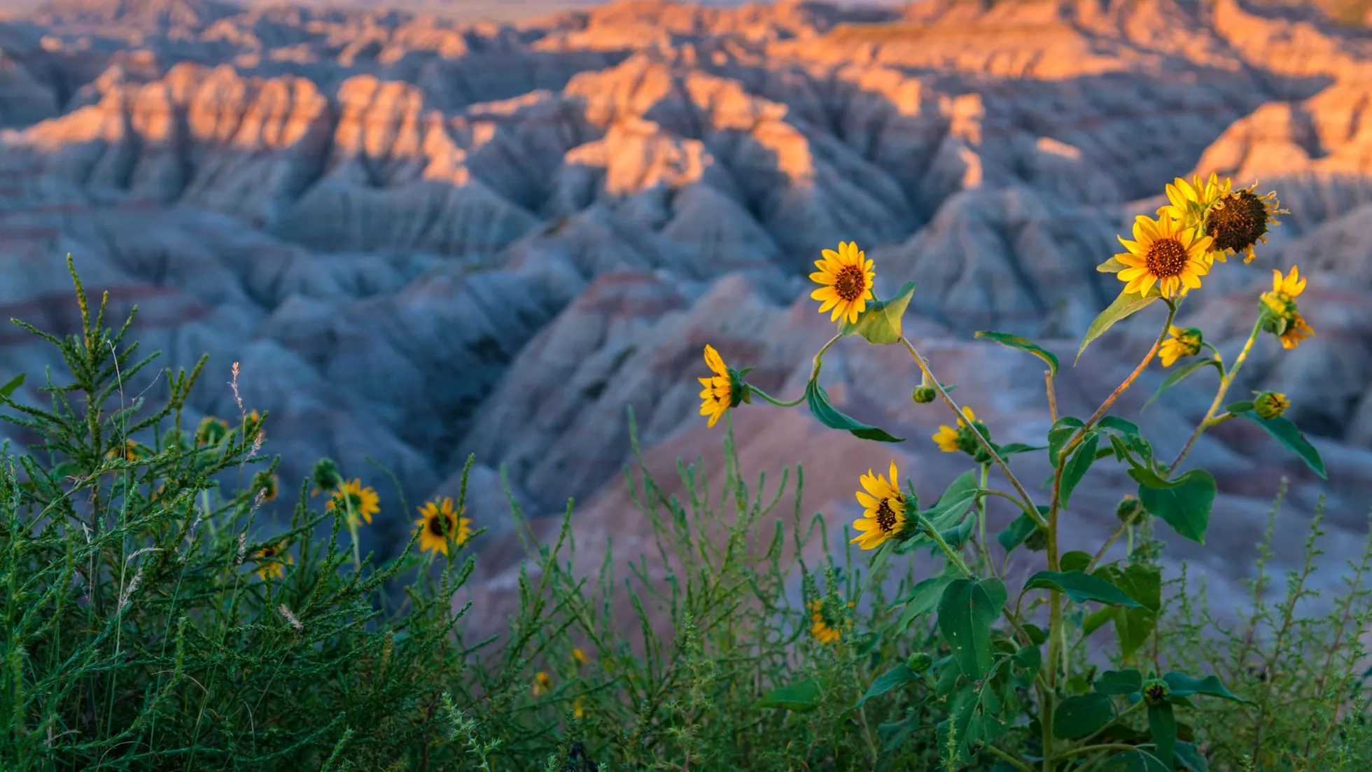 Sunflowers blooming in the South Dakota Badlands at golden hour